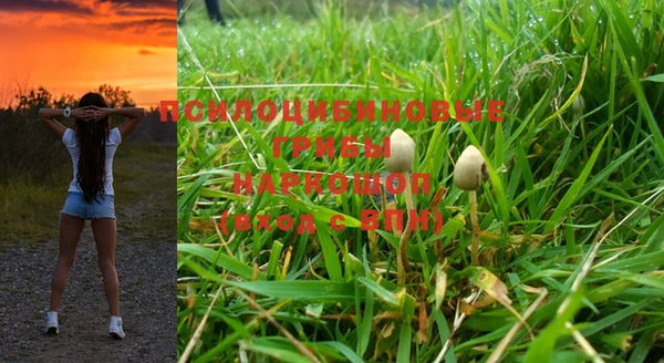 крисы Абаза